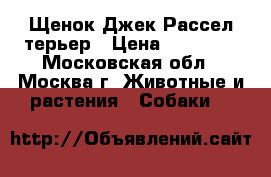 Щенок Джек Рассел терьер › Цена ­ 20 000 - Московская обл., Москва г. Животные и растения » Собаки   